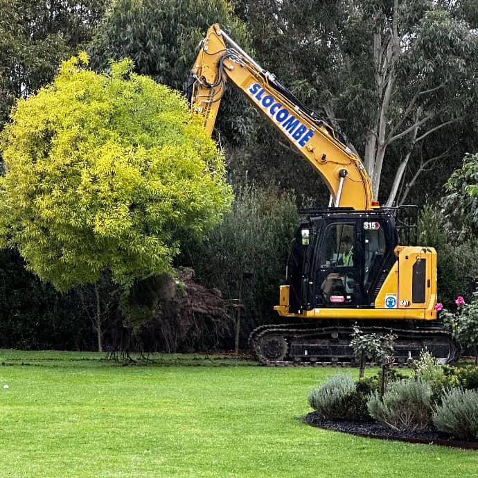 Bottle Tree - Sutherlands - 1 (1)